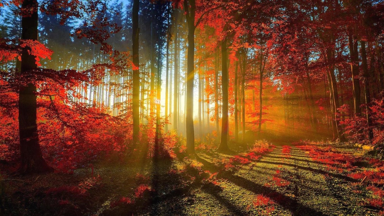 Nature-3