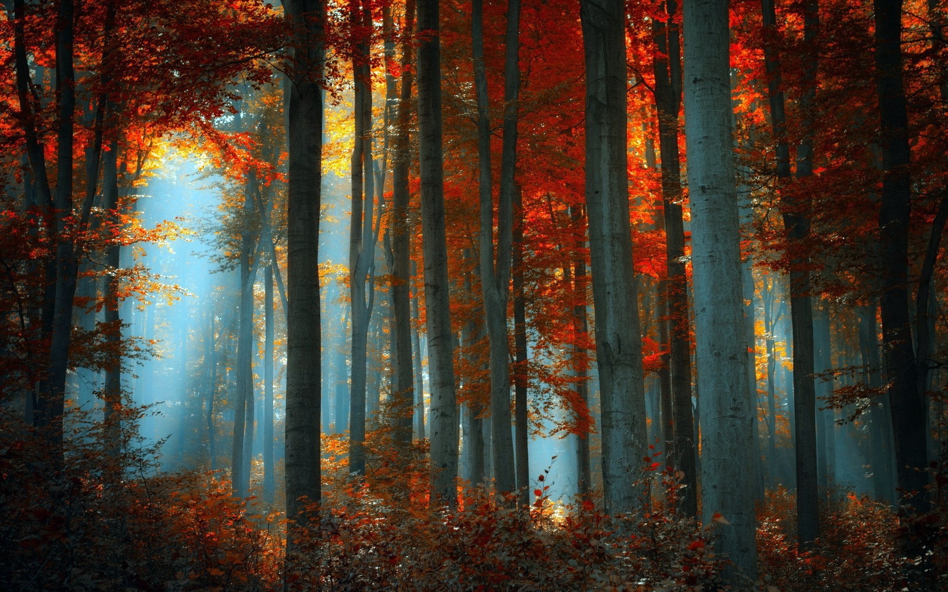 Nature-5